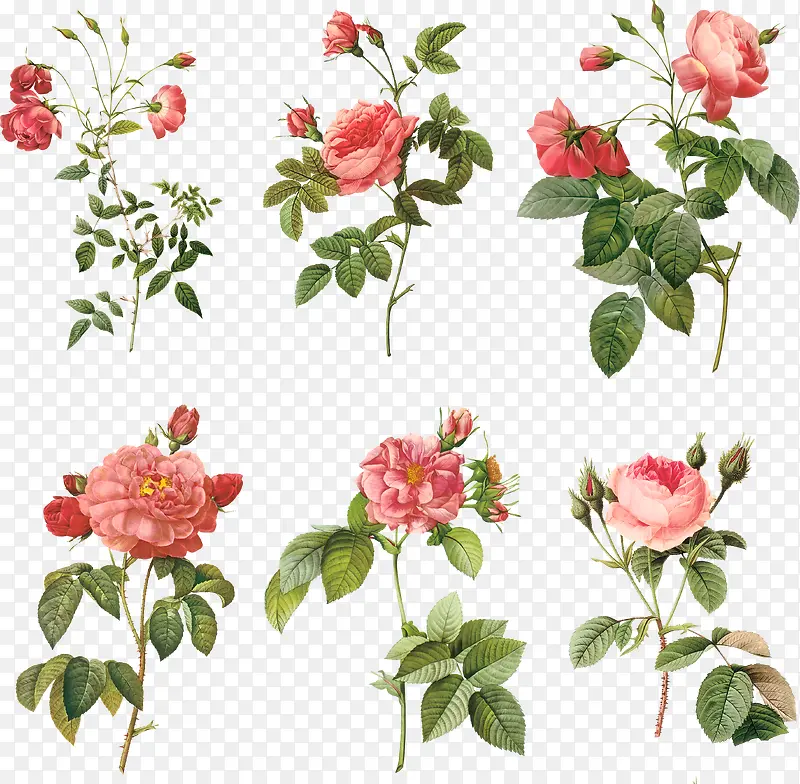 手绘粉红色玫瑰花朵装饰