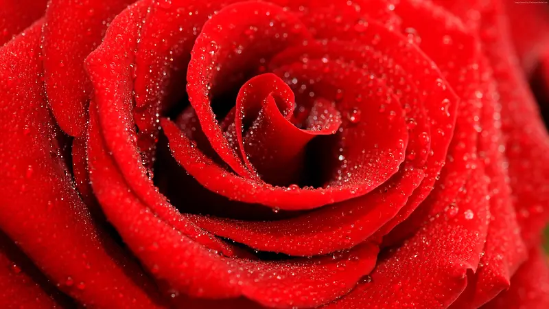 红色清新玫瑰水珠