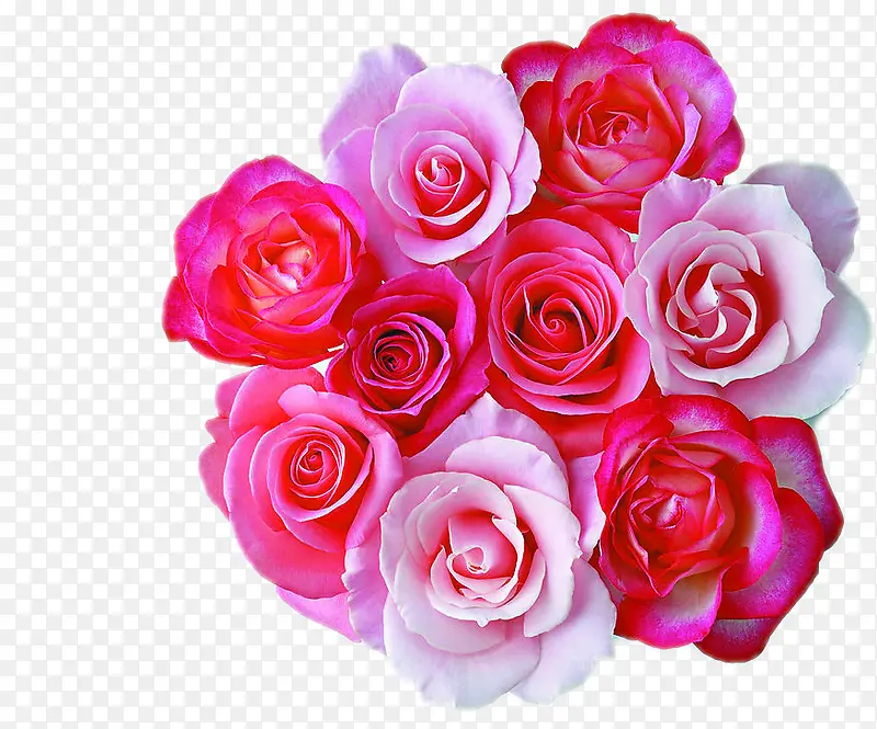 粉红色高清玫瑰花朵