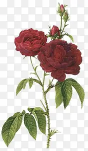 手绘复古红色玫瑰装饰