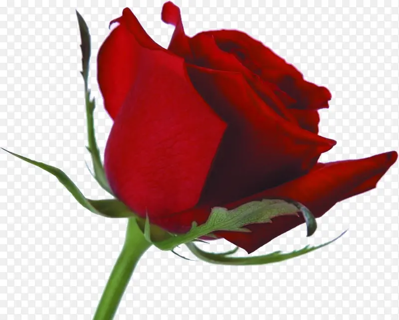 多刺玫瑰鲜花红色