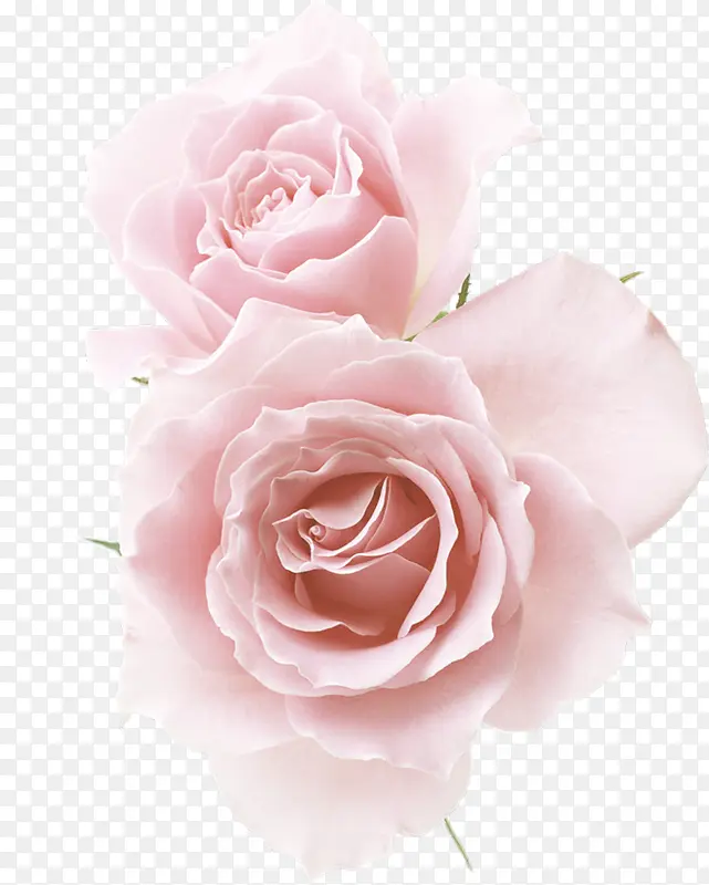 粉红玫瑰花花朵情人节图片