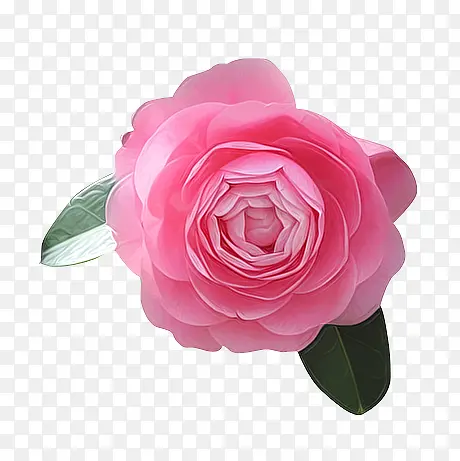 粉红玫瑰花花朵情人节