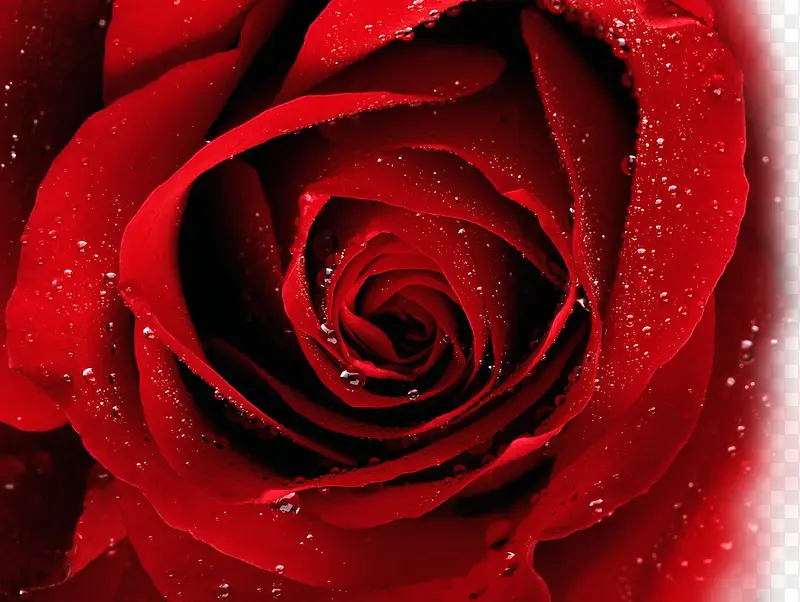 红色玫瑰水珠素材