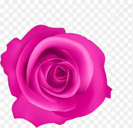 粉红色的玫瑰七夕情人节