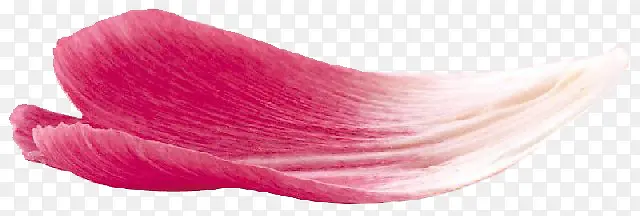 粉红玫瑰花花瓣装饰