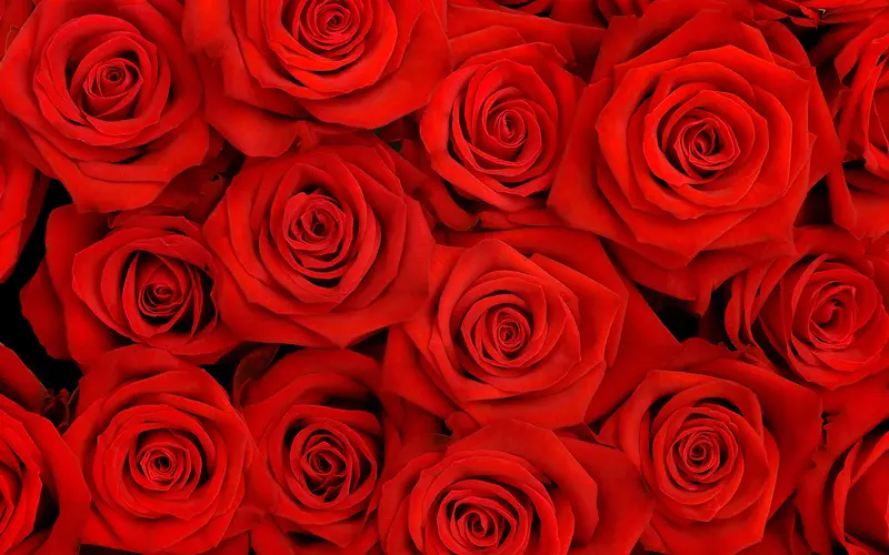 红色玫瑰平铺高清