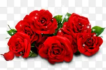 红色浪漫玫瑰花朵