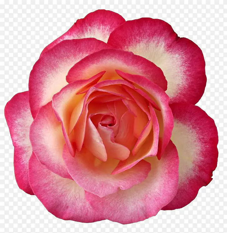 粉红玫瑰花朵装饰图片