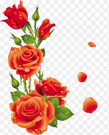 鲜艳的红玫瑰露珠七夕情人节