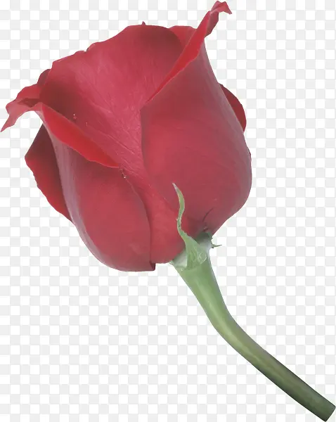 红色带刺的玫瑰清晰玫瑰