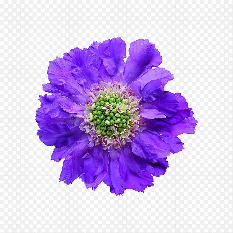 花朵