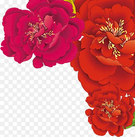 大红花