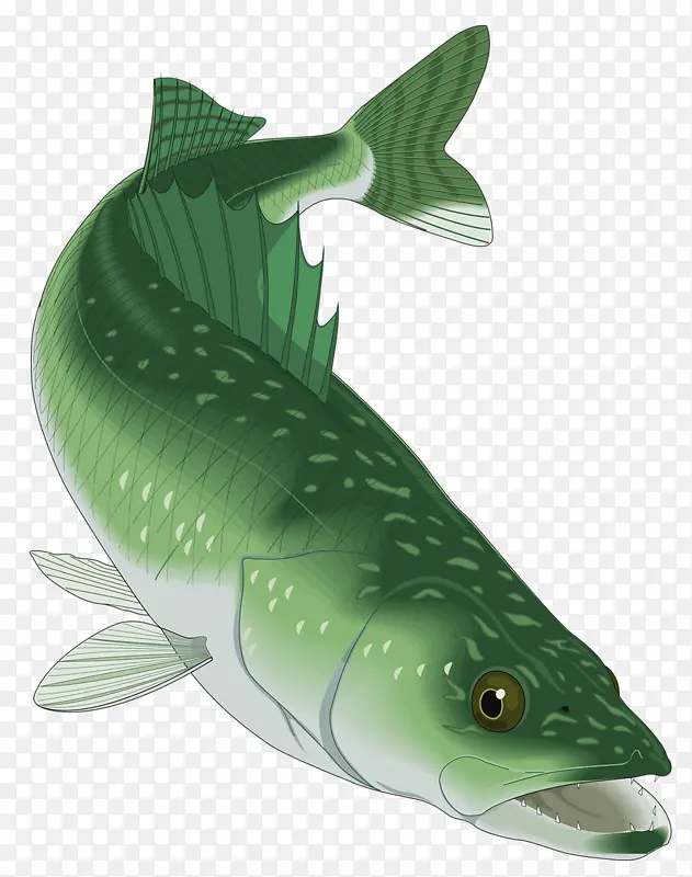绿色的鱼