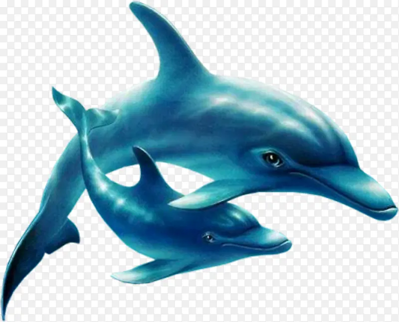 海底动物