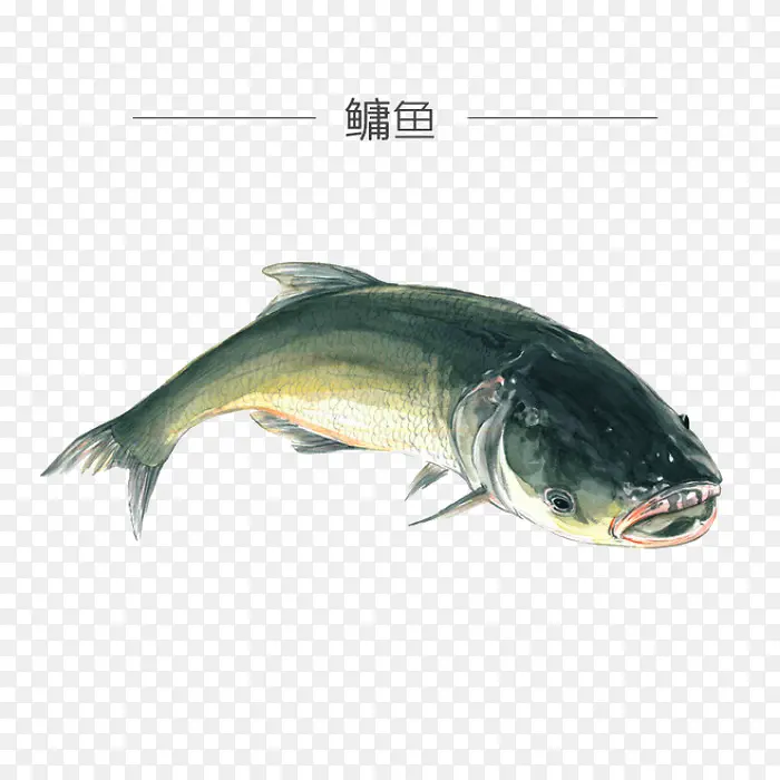 彩绘鳙鱼