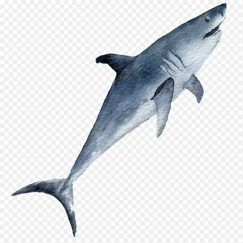 卡通手绘灰色的鲨鱼