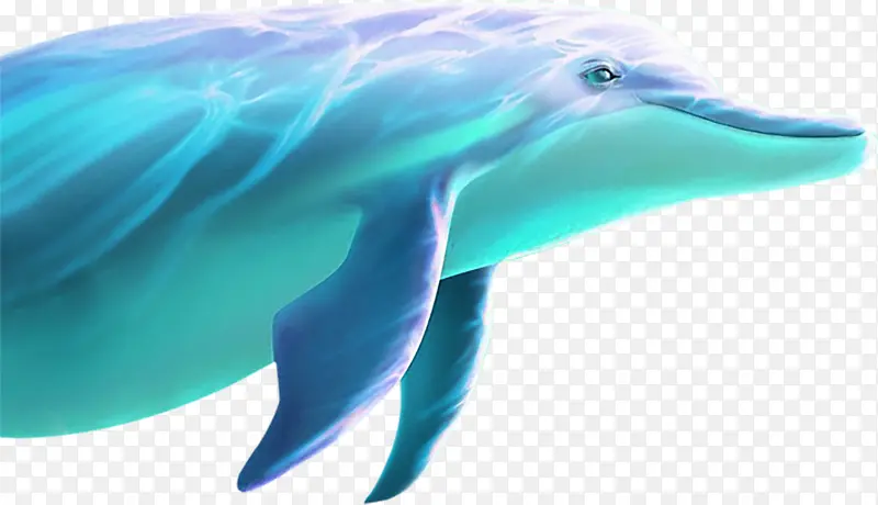 游泳的海豚