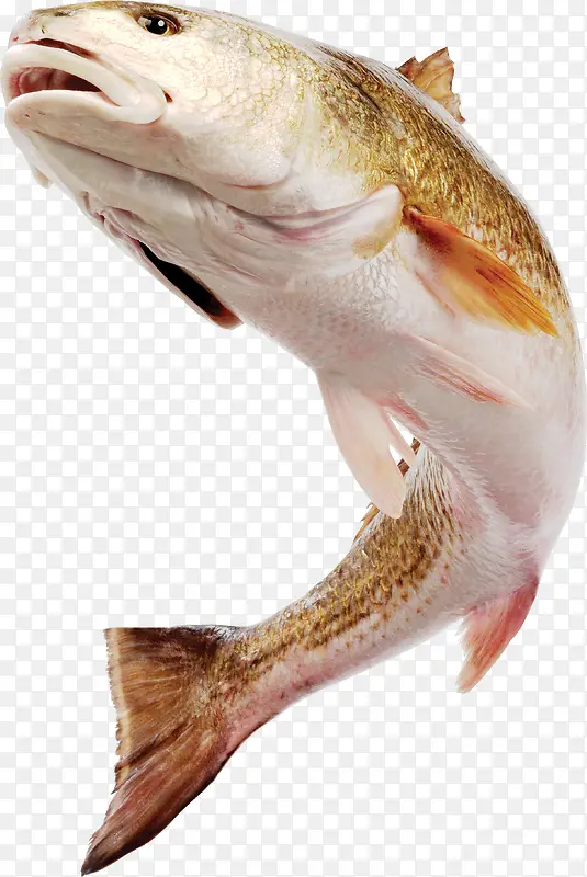 高清实物鱼图片