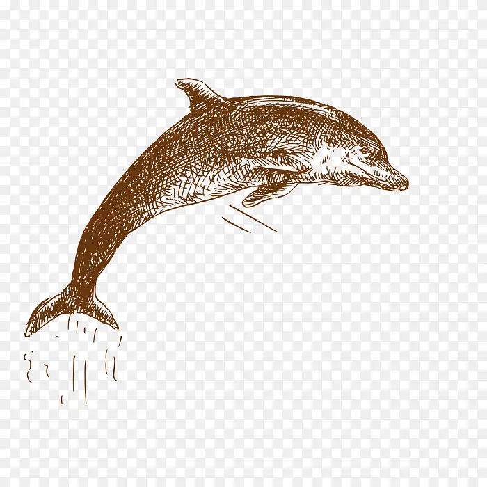手绘海豚