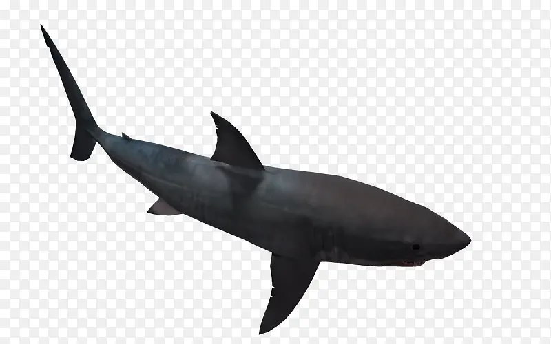 3d海洋动物