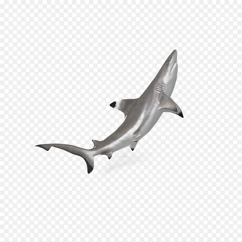 海洋黑鳍鲨