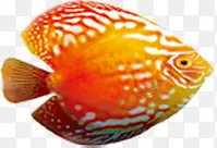 夏日卡通小鱼设计海洋