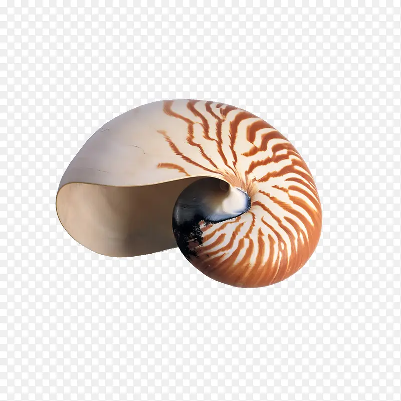 海鲜 海洋生物 水产
