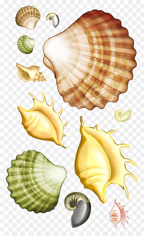 卡通海洋生物扇贝海螺