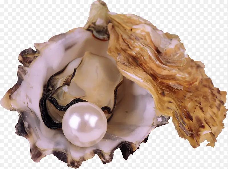 珍珠和贝壳