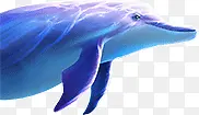 鱼 鲸鱼 蓝色 热带鱼