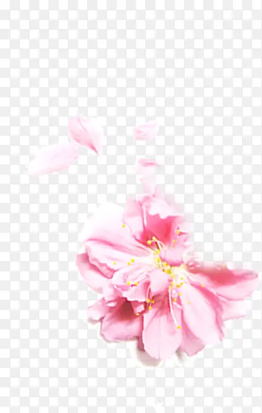 粉色淡雅花朵模糊