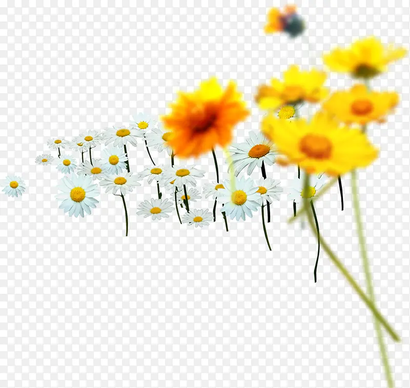 黄色唯美模糊花朵