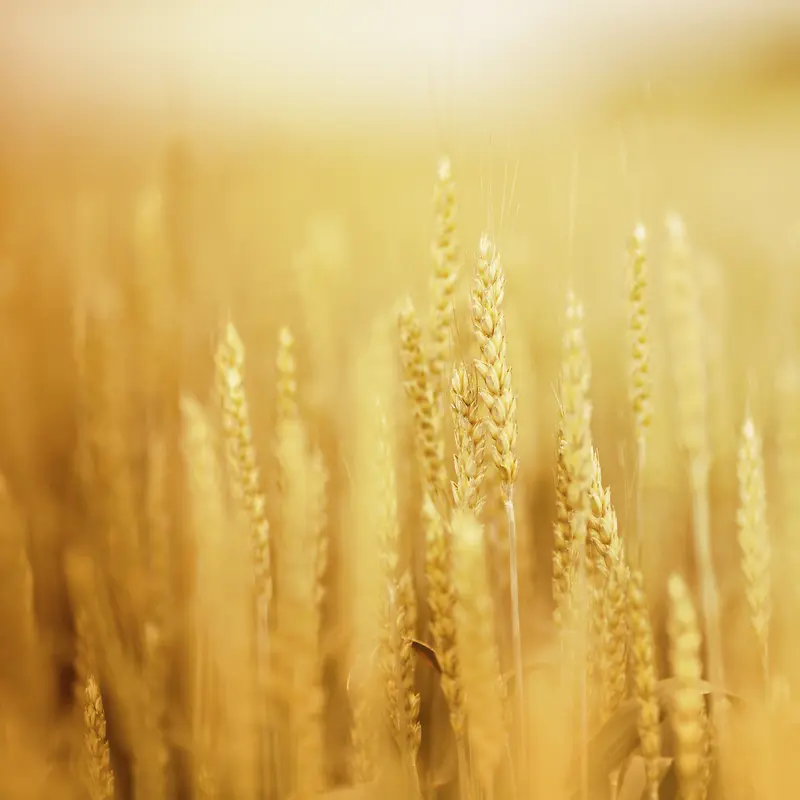 小麦景深效果高斯模糊环境渲染