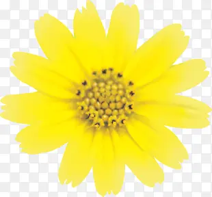 黄色模糊花朵盛开