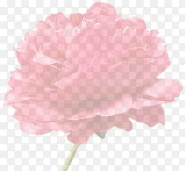 粉色模糊创意花朵