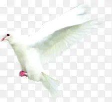 白色模糊飞翔鸽子