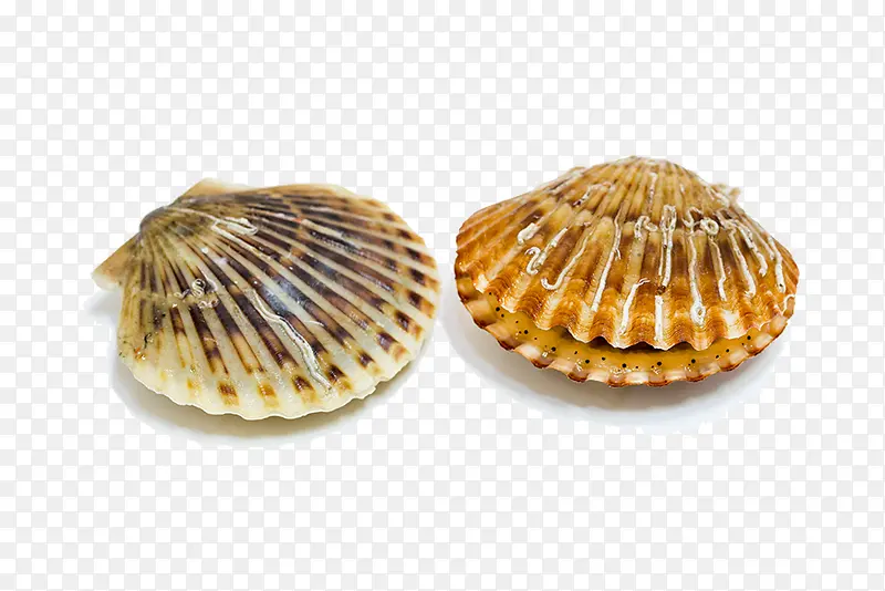 海鲜贝壳