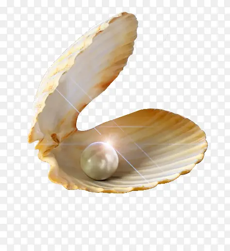 珍珠贝壳孕育明亮