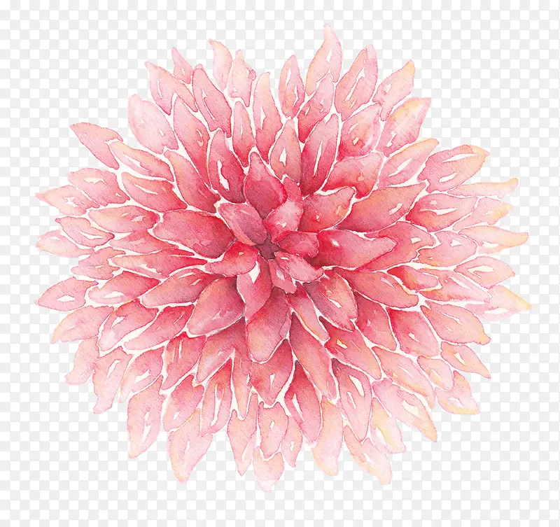 粉色手绘康乃馨花卉