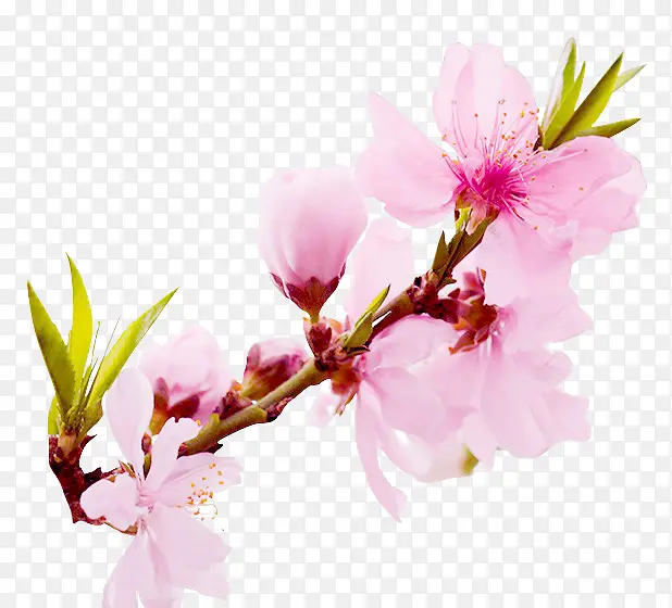 植物卡通花朵粉色秋天桃花
