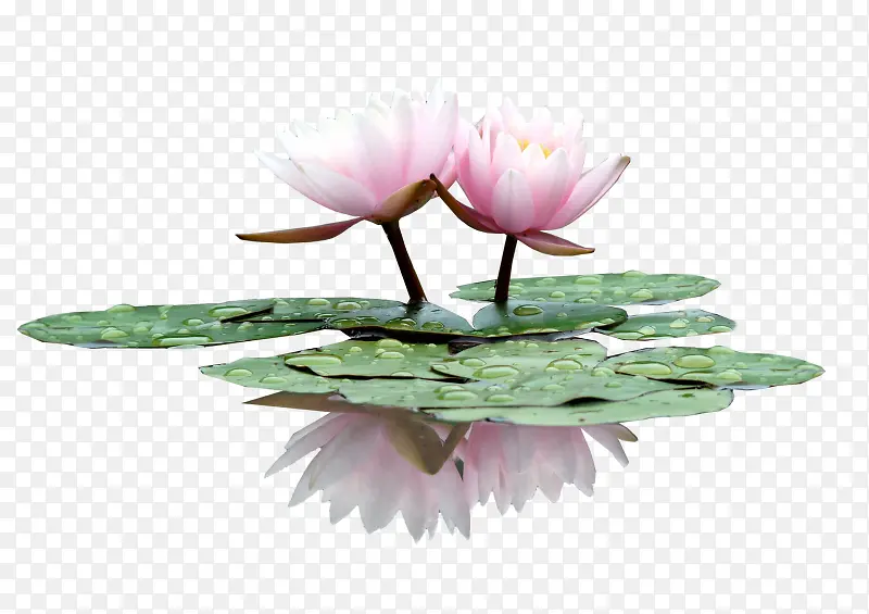 手绘荷花