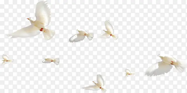 白色飞翔天空白鸽