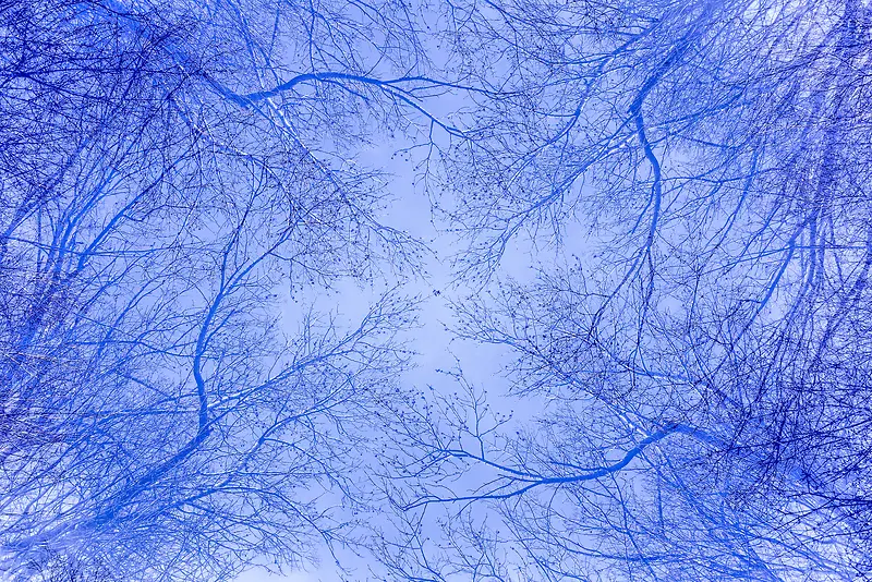 蓝色树枝天空壁纸