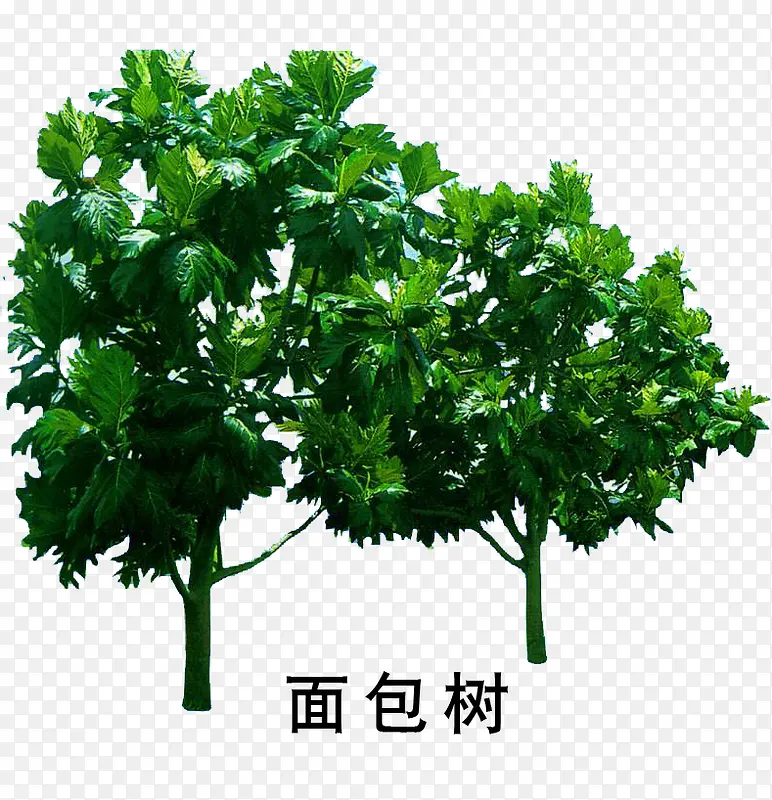 面包树