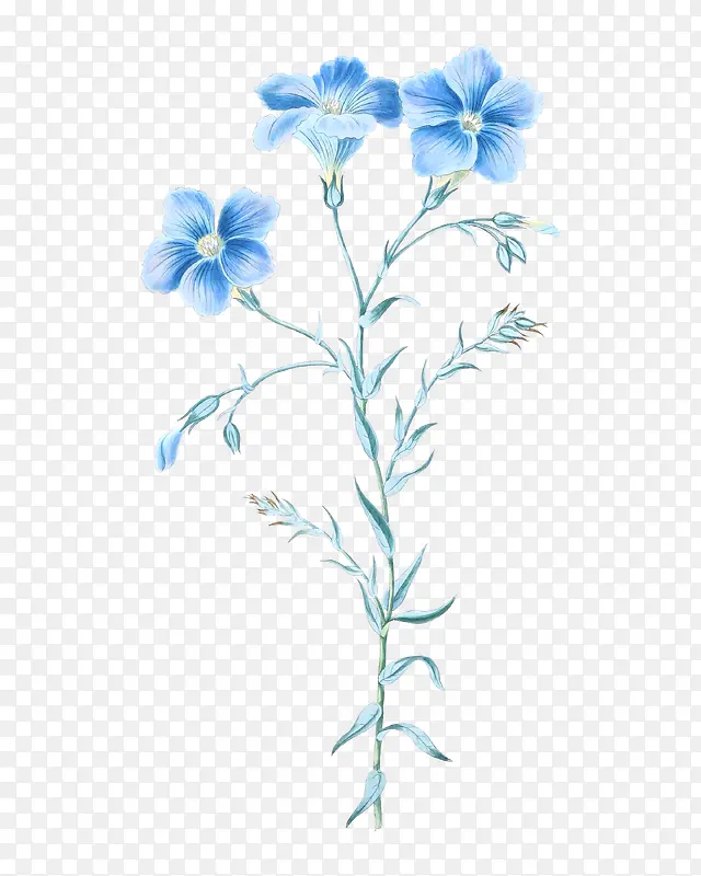 蓝色的花朵