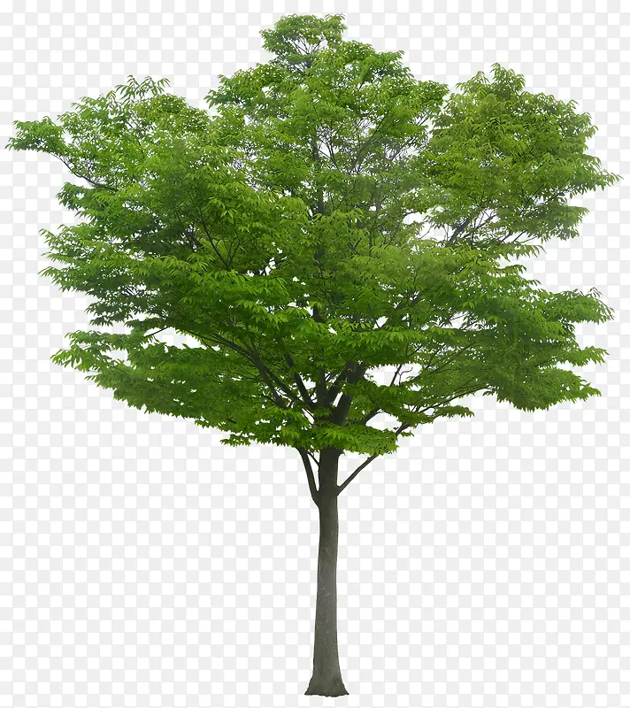 一棵树木