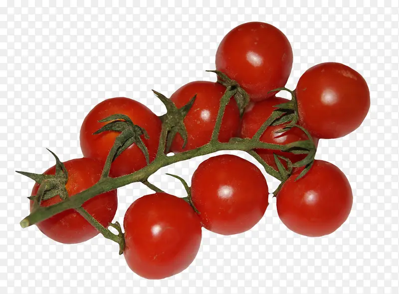小番茄图片素材