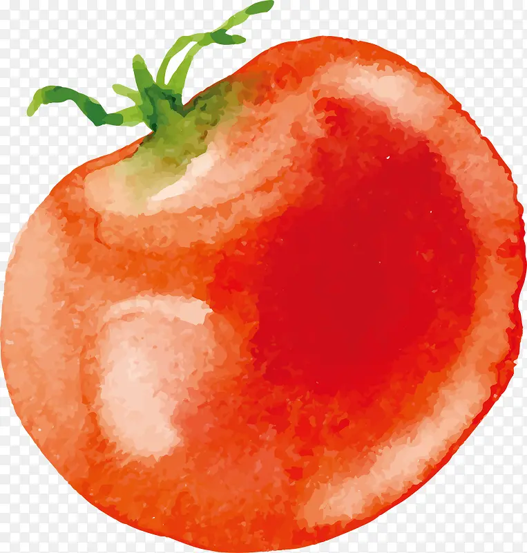 水彩番茄矢量图