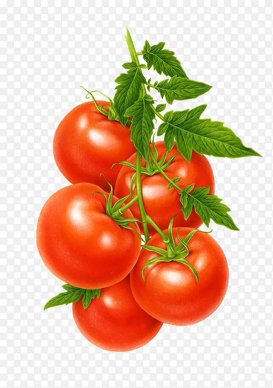 手绘红色番茄